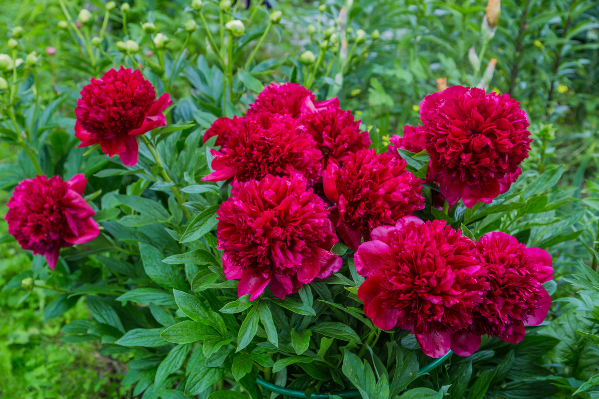 Lot de 3 pivoines rouges