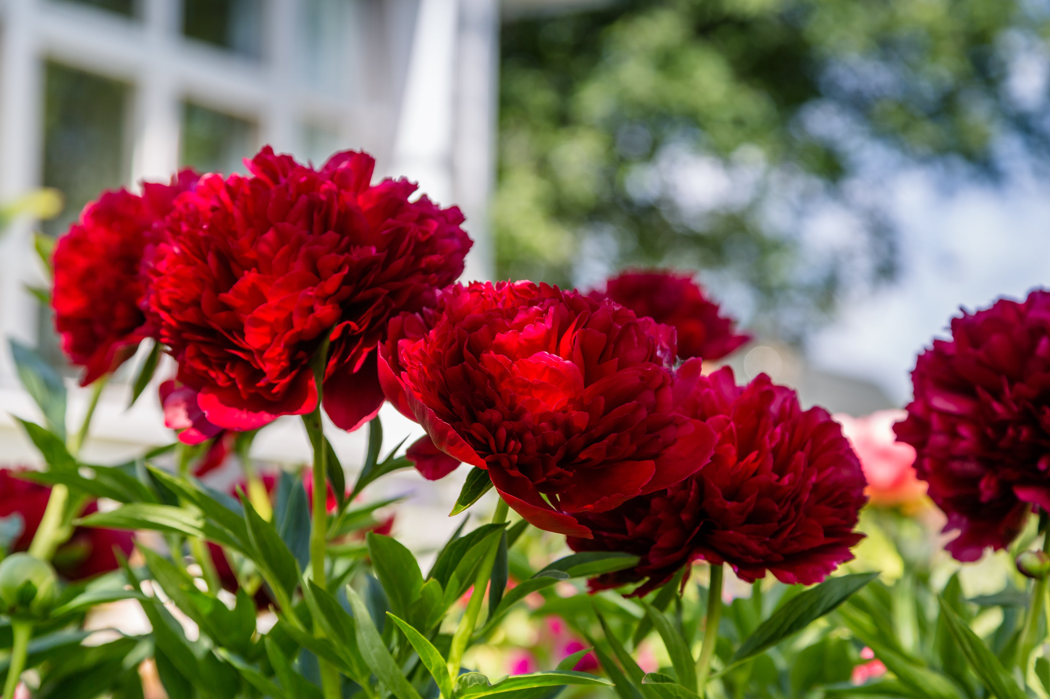 Lot de 3 pivoines: 1 rouge, 1 blanche, 1 rose