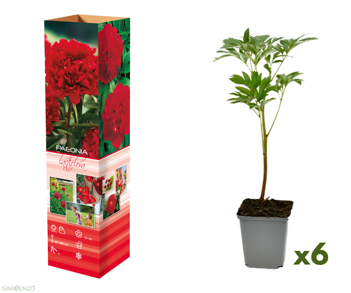 Lot de 6 pivoines rouges