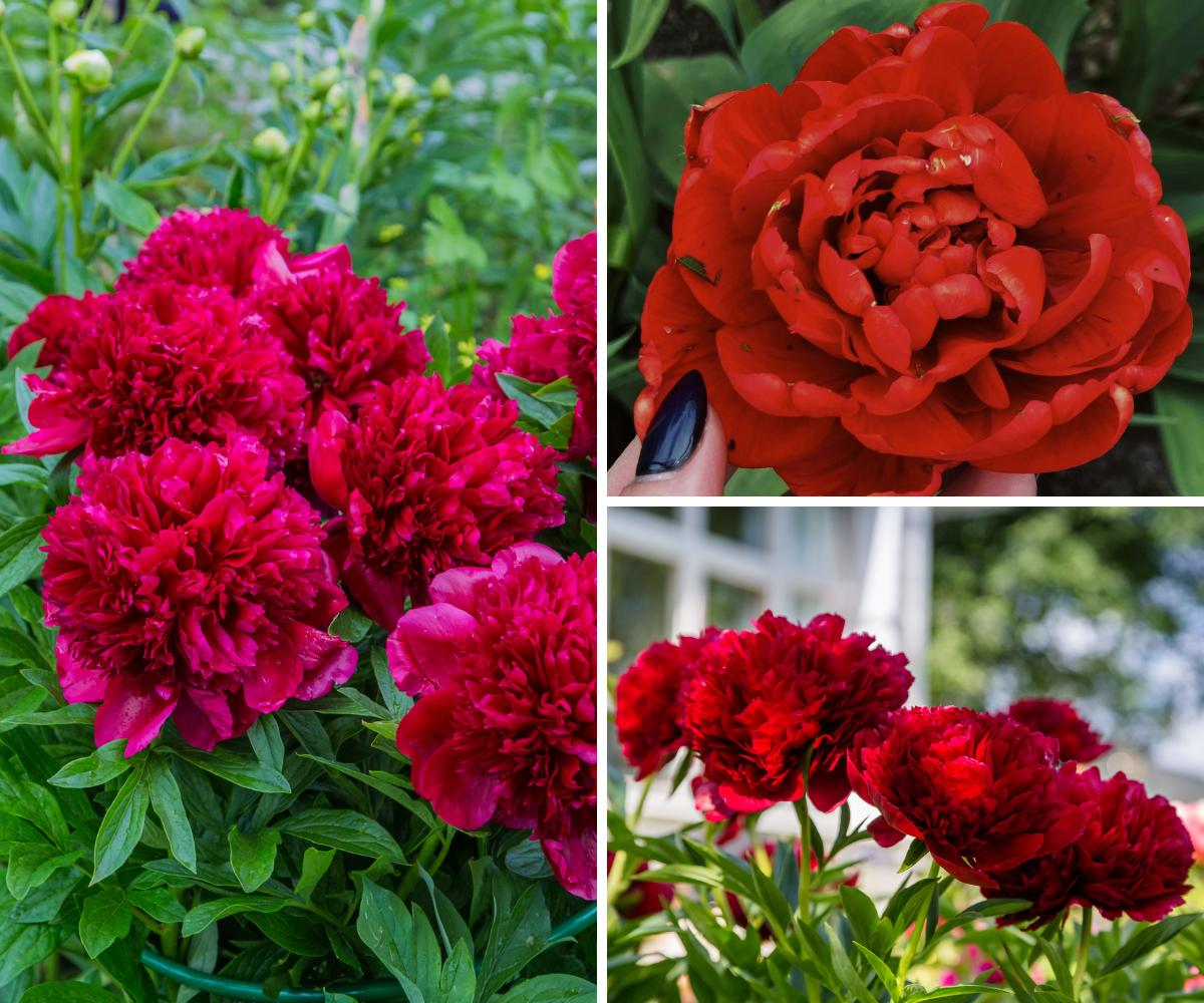 Lot de 6 pivoines rouges