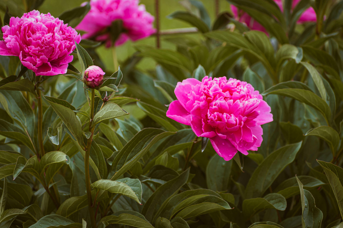 Lot de 3 pivoines: 1 rouge, 1 blanche, 1 rose