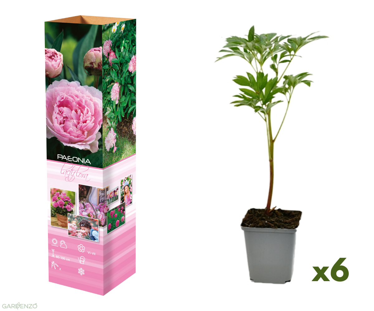 Lot de 6 pivoines roses