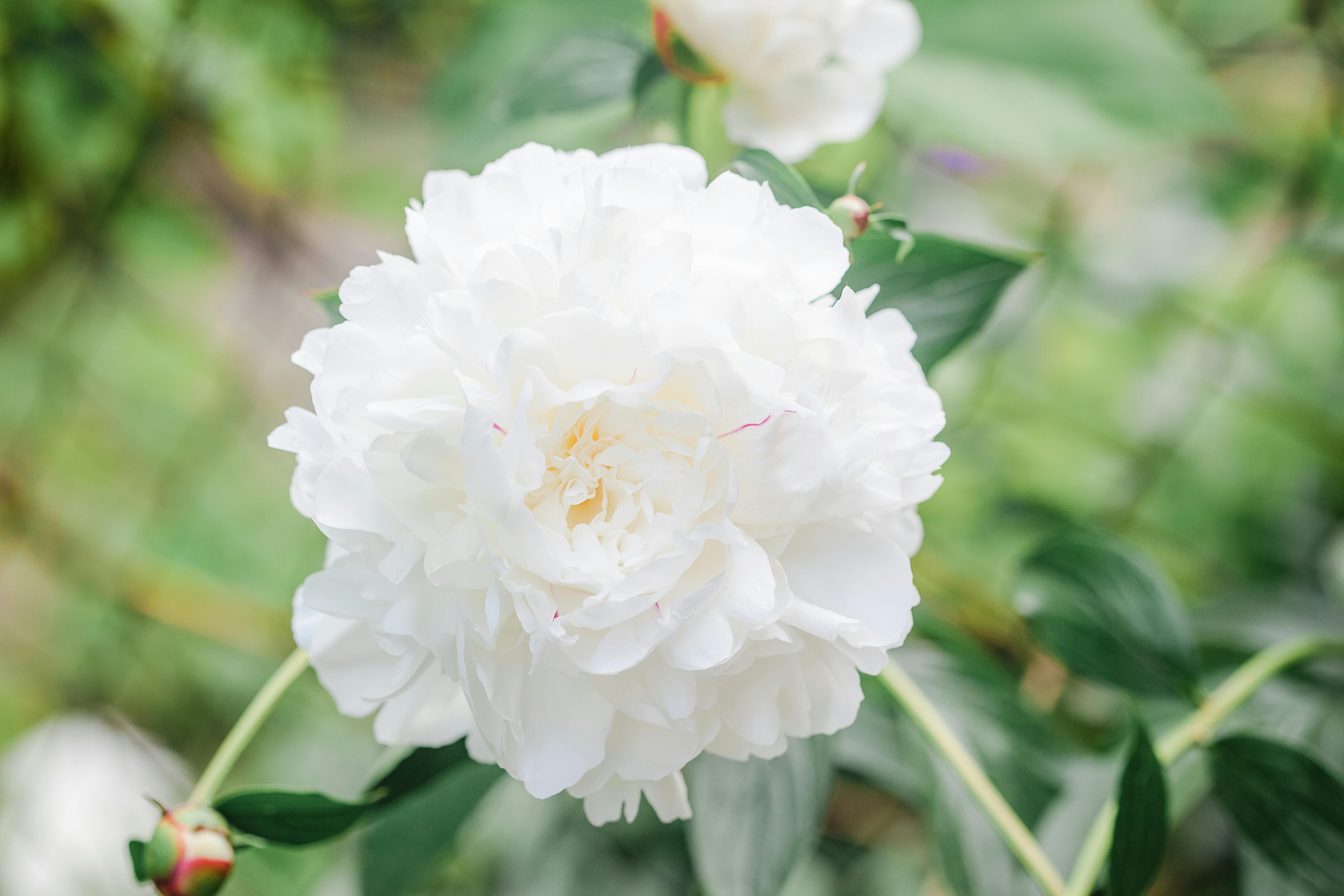 Lot de 3 pivoines blanches