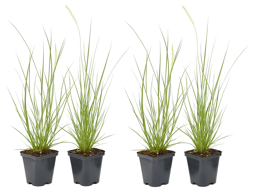 Lot de 4 plants d´herbe aux écouvillons (Pennisetum)