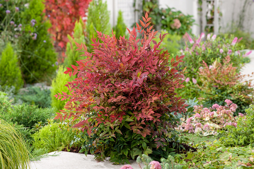 Lot de 2 plantes de bambou sacré (Nandina Obsessed) - 30-35 cm