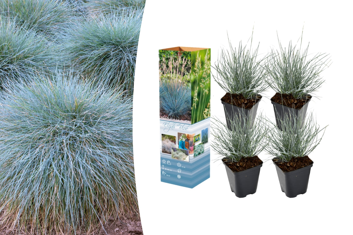 Lot de 4 Festuca Glauca