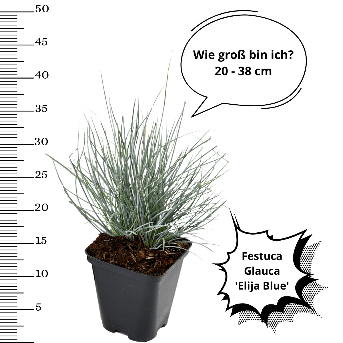 Lot de 4 Festuca Glauca