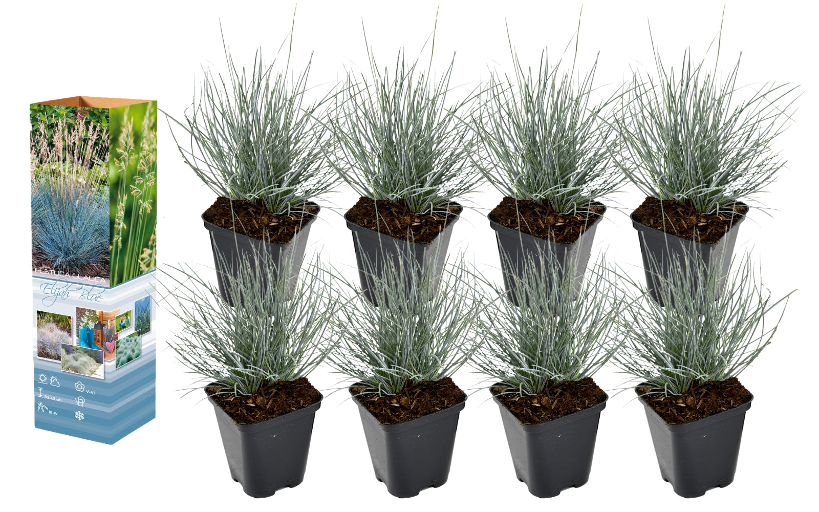 Lot de 4 Festuca Glauca