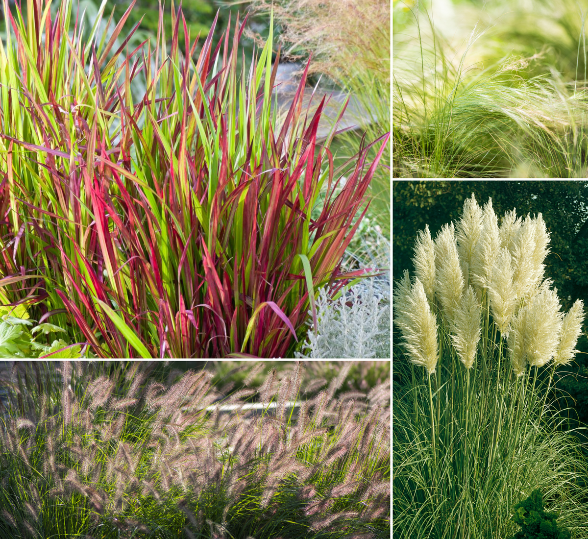 Lot de 8 graminées: 2 Stipa, 2 Pennisetum, 2 Cortaderia blanche, 2 Imperata