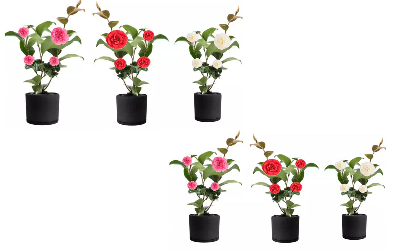 Lot de 6 camélias