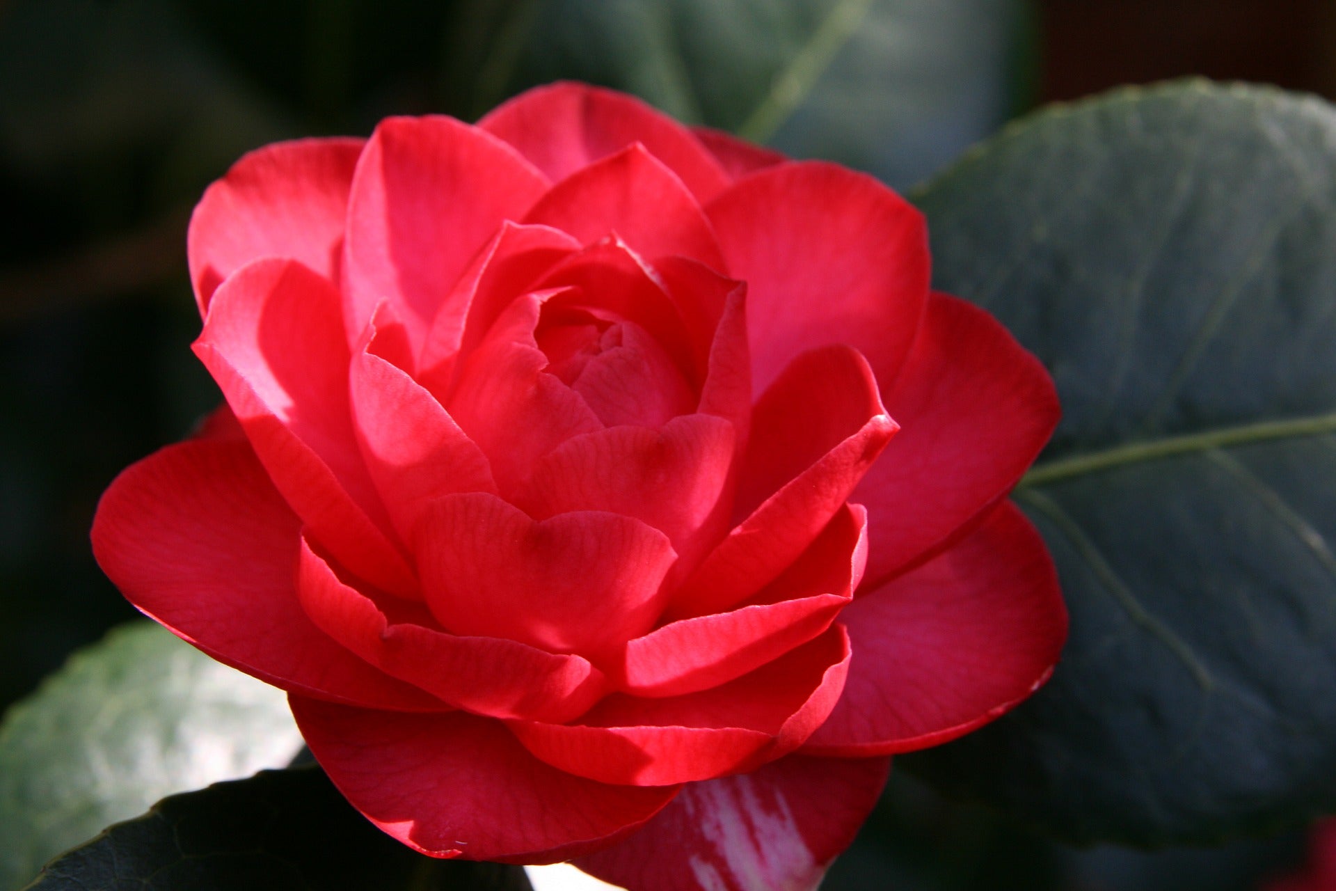 Lot de 6 camélias