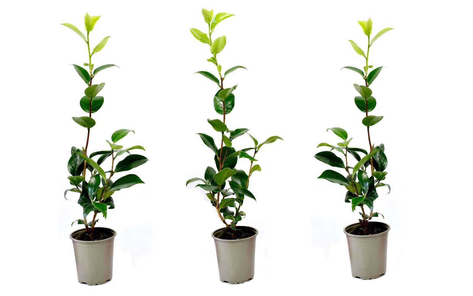 Lot de 3 camélias ROSE