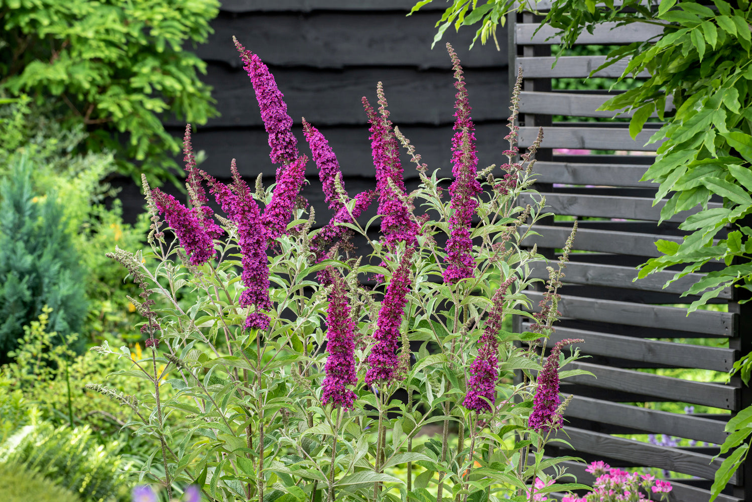 Lot de 3 arbres aux papillons ou lilas d'été (Buddleia de David) à fleurs violettes/rouges