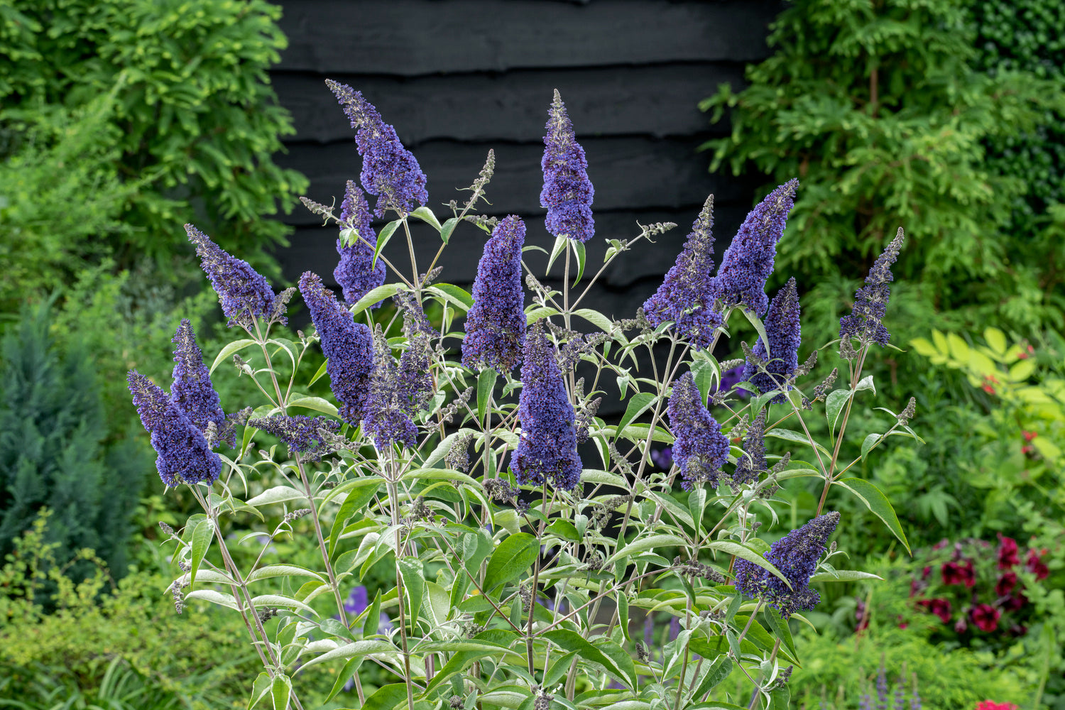 Lot de 3 arbres aux papillons ou lilas d'été (Buddleia de David) à fleurs bleues/lila - 30-38 cm