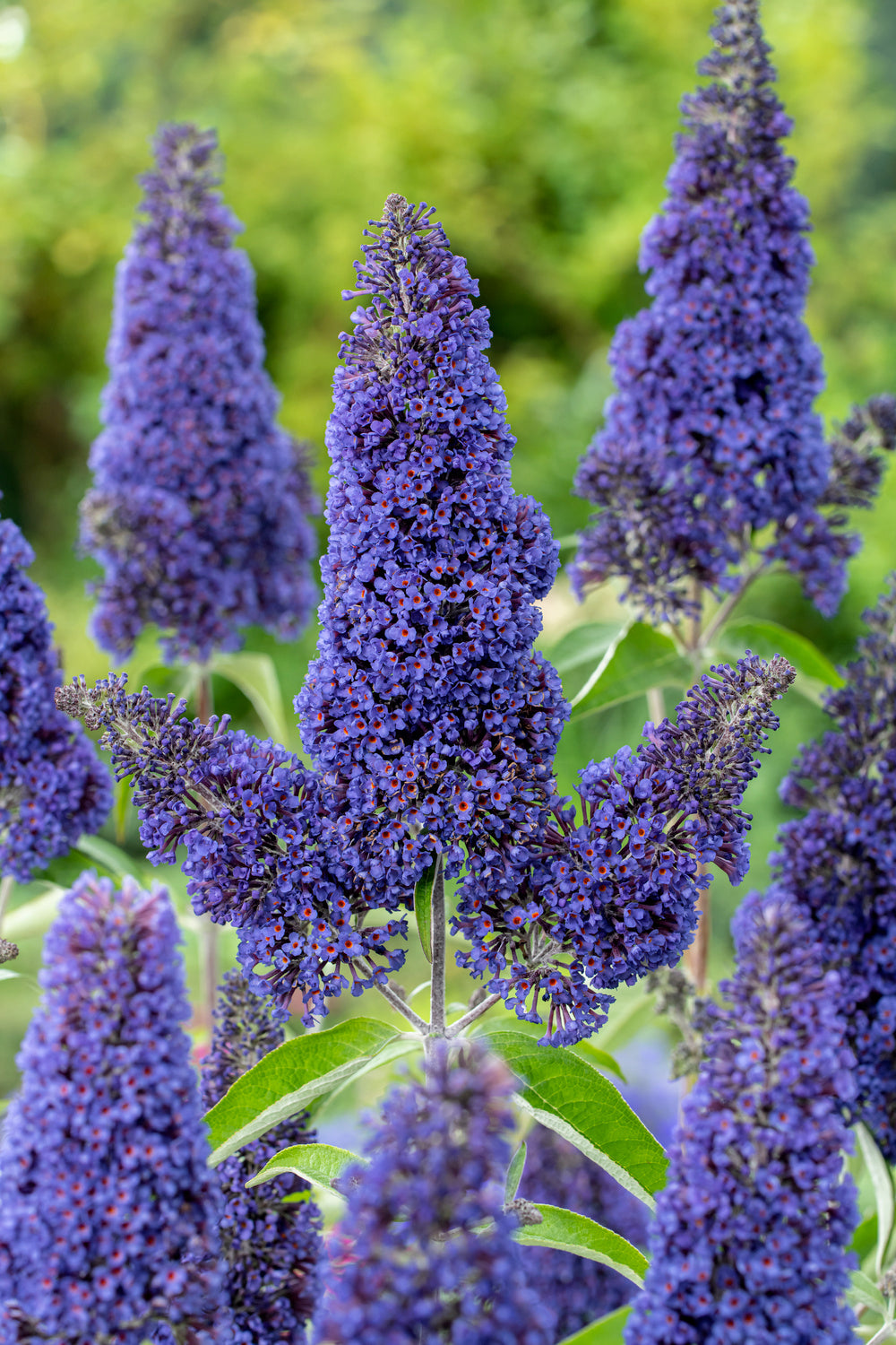 Lot de 6 arbres aux papillons ou lilas d'été (Buddleia de David) à fleurs bleues/violettes