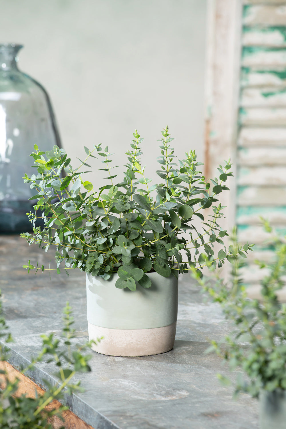 Eucalyptus (Gunnii Azura) sur tige - 40-50 cm