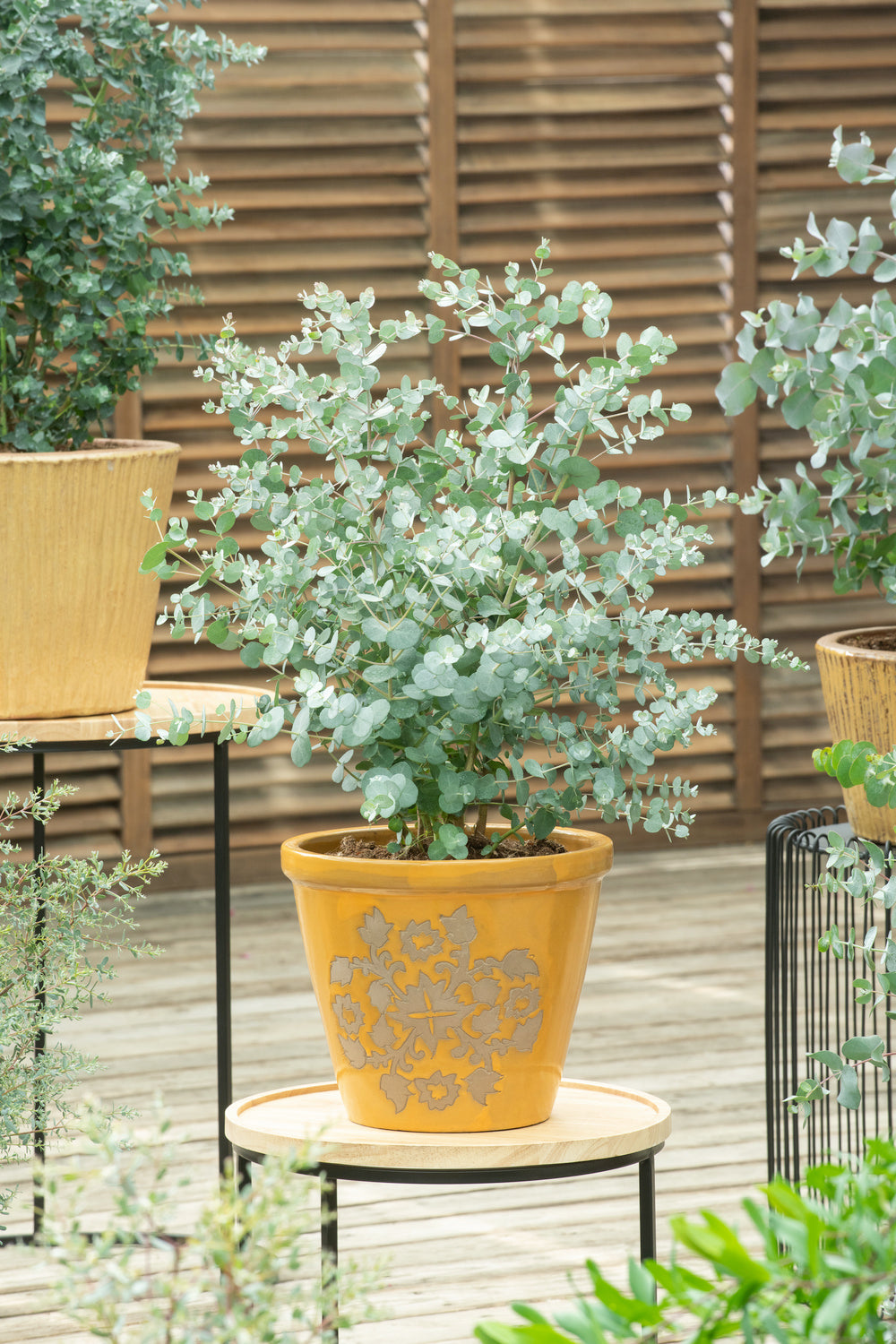 Lot de 2 Eucalyptus (Gunnii Azura) sur tige - 40-50 cm
