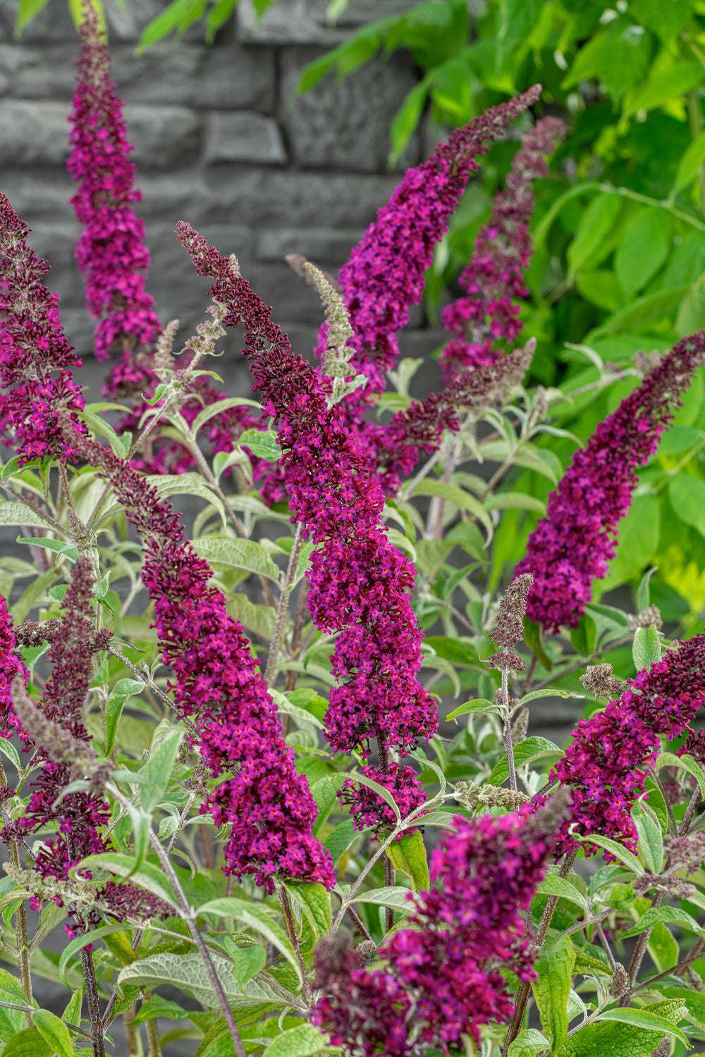 Mélange de 8 arbres aux papillons (Buddleia de David) à fleurs rouges, blanches, roses et violettes - 30-38 cm