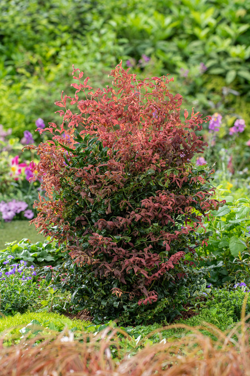 Lot de 2 plantes de bambou sacré (Nandina Obsessed) - 30-35 cm