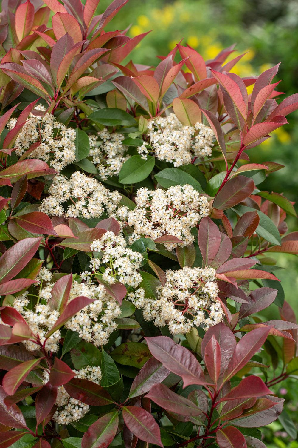 Lot de 3 Photinias rouges (Red Robin) - 30-38 cm