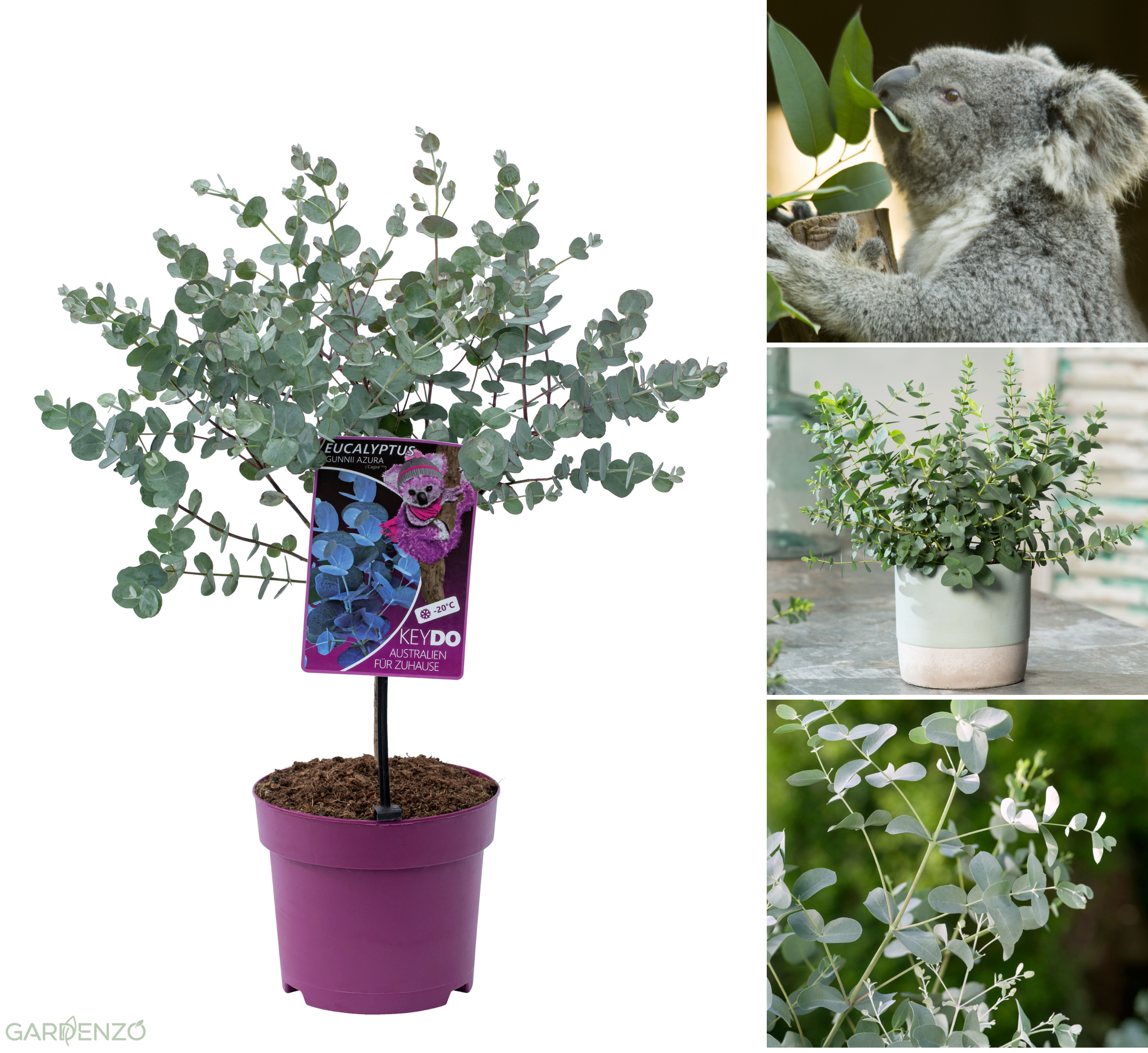 Eucalyptus (Gunnii Azura) sur tige - 40-50 cm