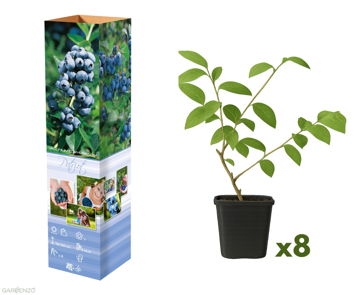 Lot de 8 myrtilliers 30–38 cm