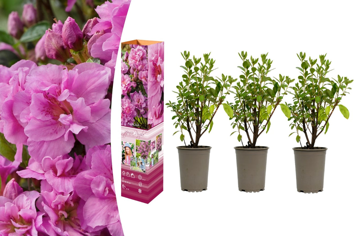 Lot de 3 azalées violettes