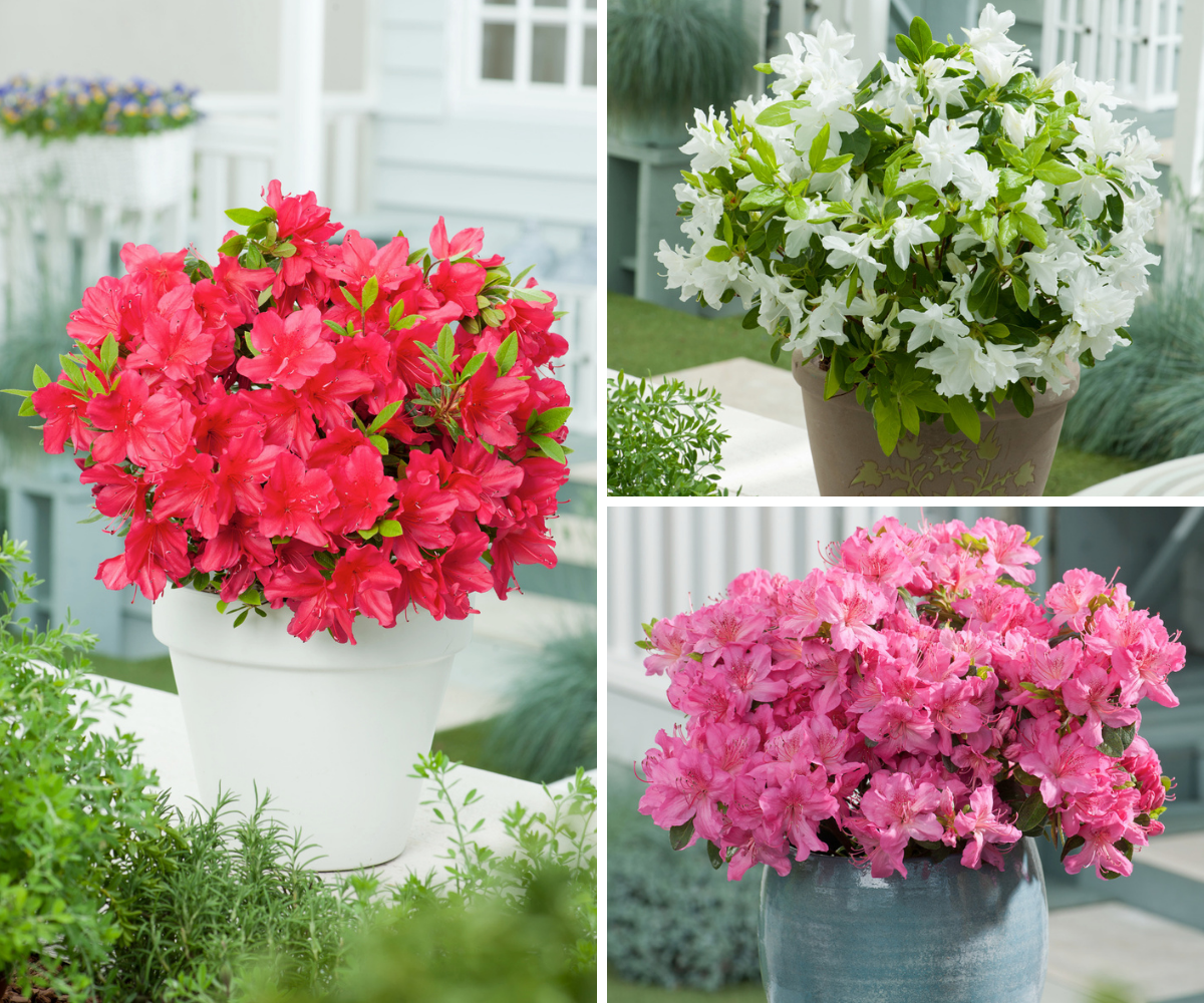 Ensemble de 3 azalées : 1 rouge, 1 rose, 1 blanche - 20-38 cm