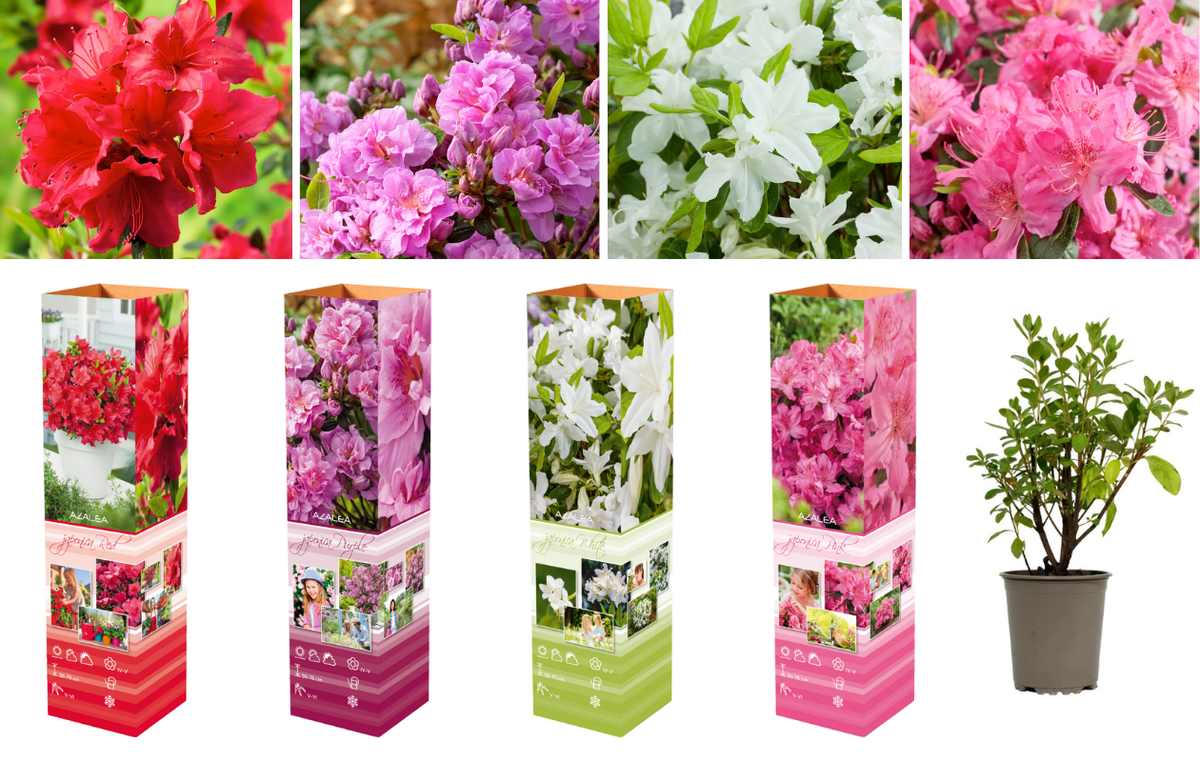 Ensemble de 4 azalées : 1 violette, 1 rouge, 1 rose, 1 blanche - 20-38 cm