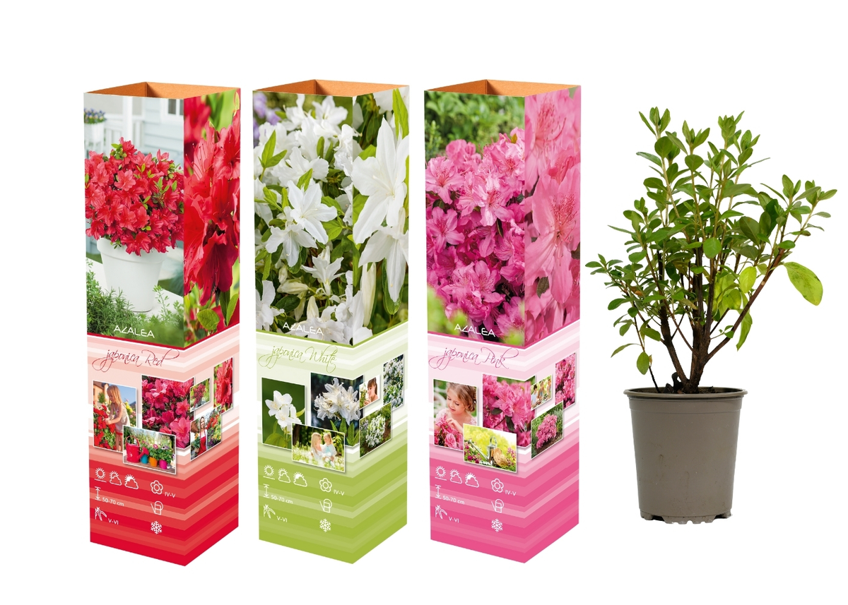 Ensemble de 3 azalées : 1 rouge, 1 rose, 1 blanche - 20-38 cm