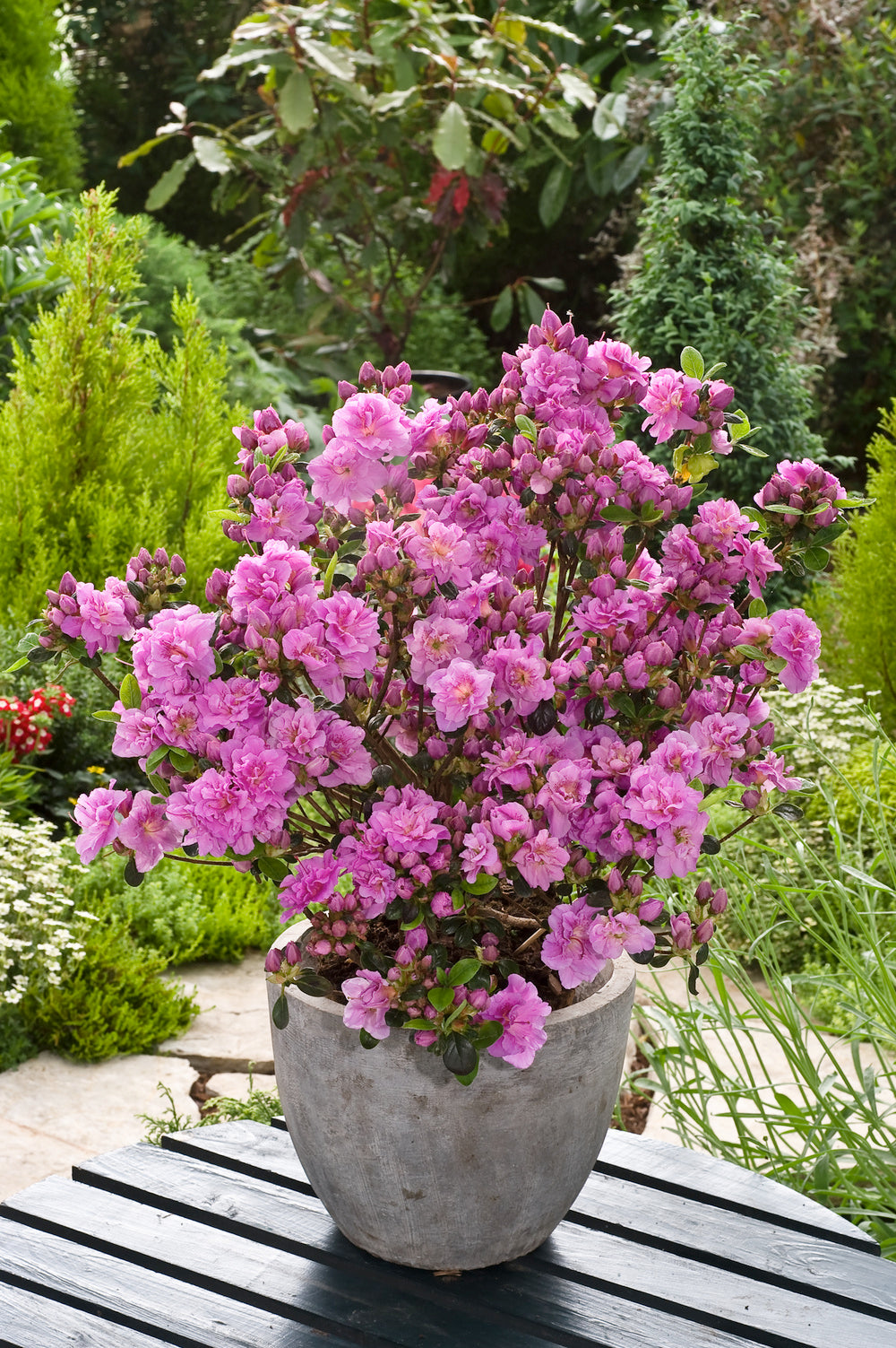 Ensemble de 4 azalées : 1 violette, 1 rouge, 1 rose, 1 blanche - 20-38 cm