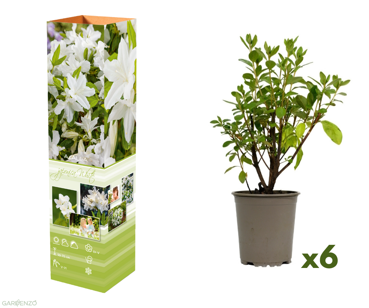 Ensemble de 6 azalées blanches - 20-38 cm
