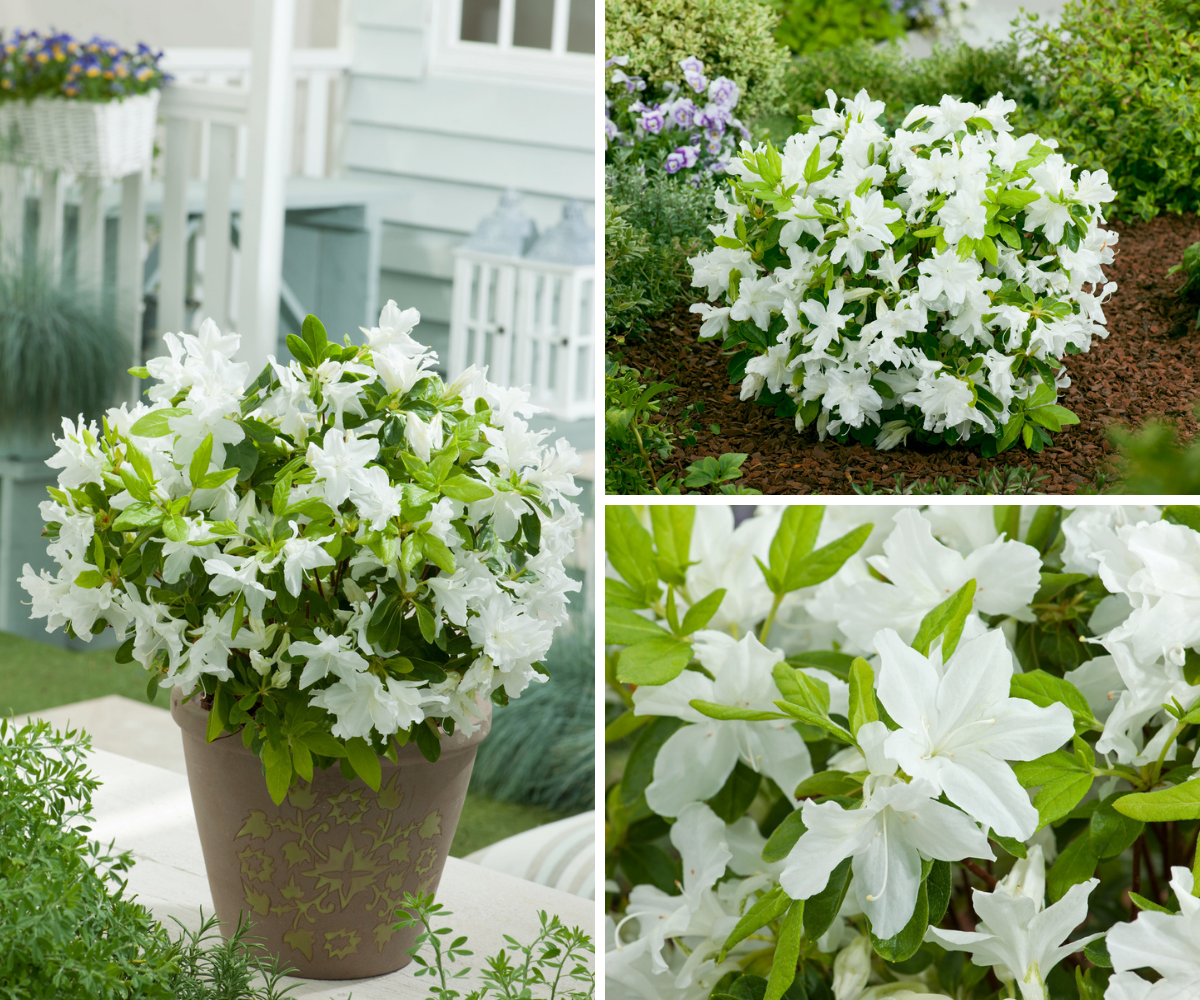 Ensemble de 6 azalées blanches - 20-38 cm