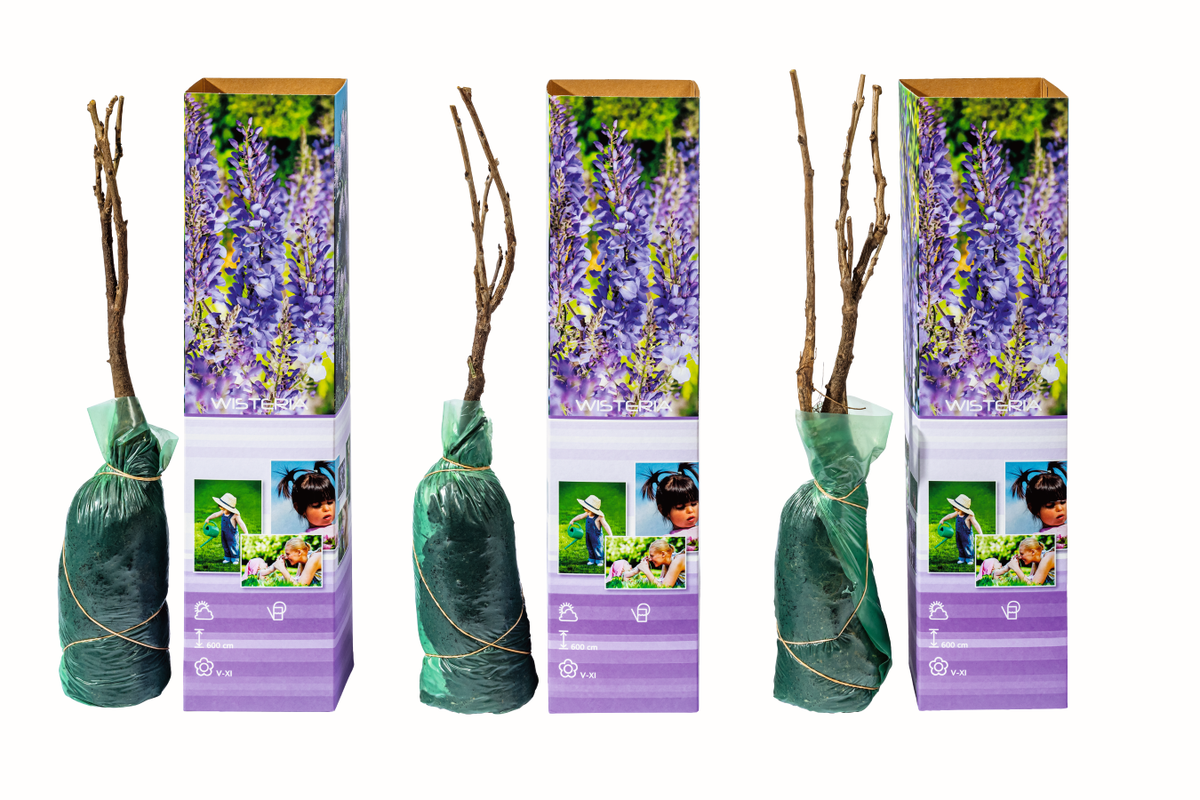 Lot de 3 glycines - 30-38 cm