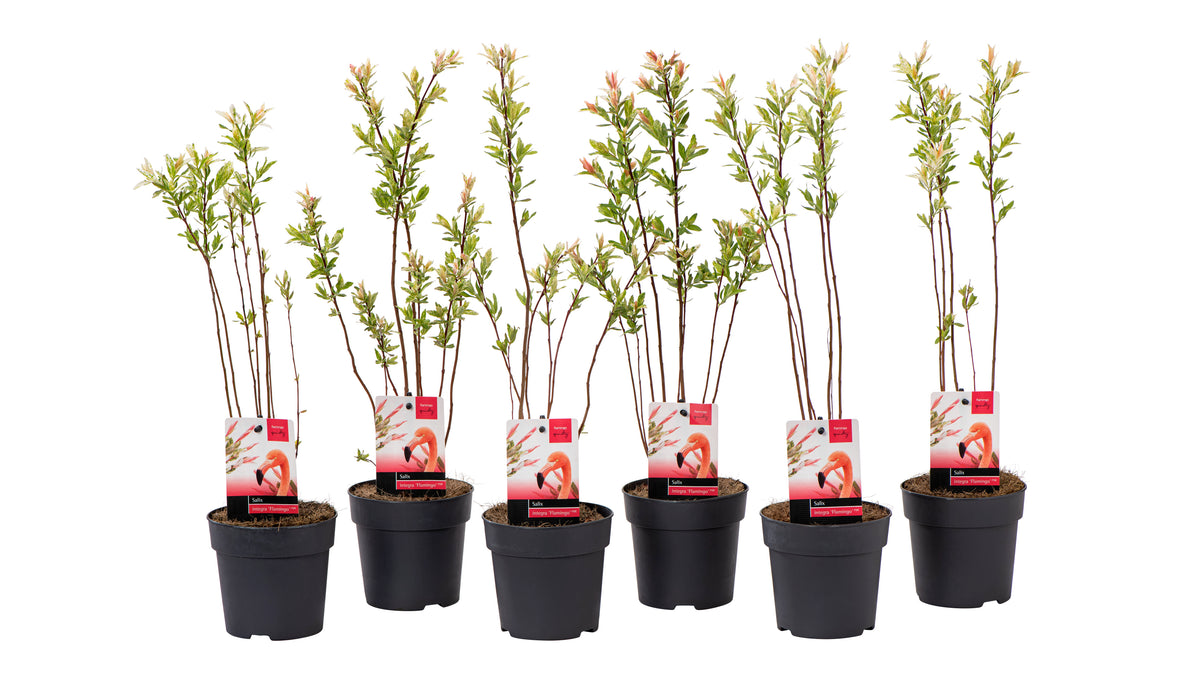 Lot de 6 arbustes saules flamants roses - 30-40 cm