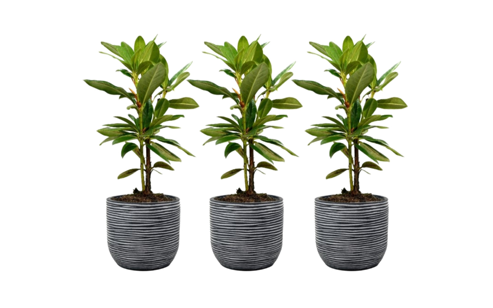 Lot de 3 rhododendrons 'Cunningham'