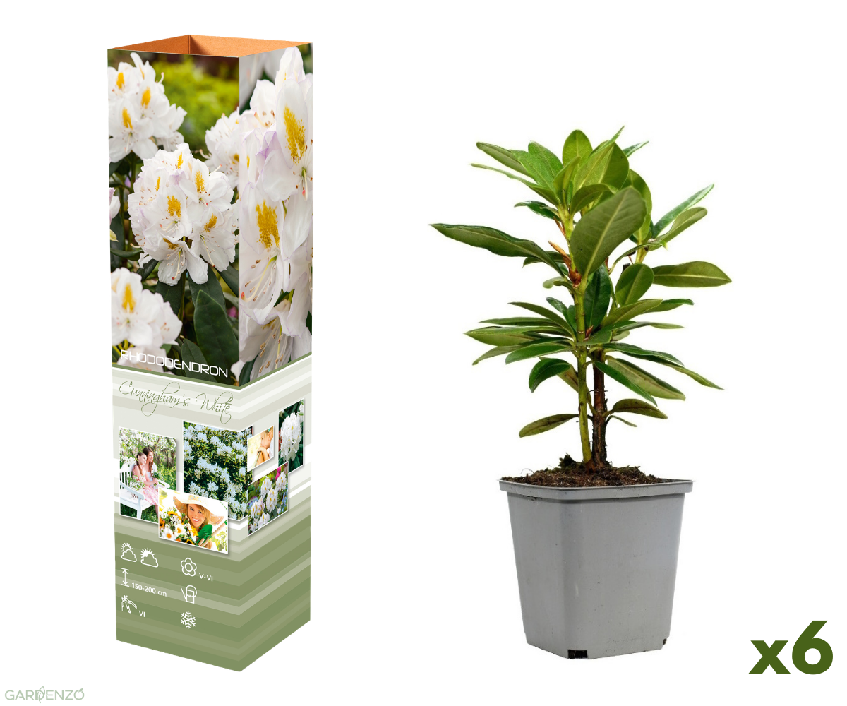 Lot de 6 rhododendrons Cunningham's White - Fleurs blanches 20-38 cm