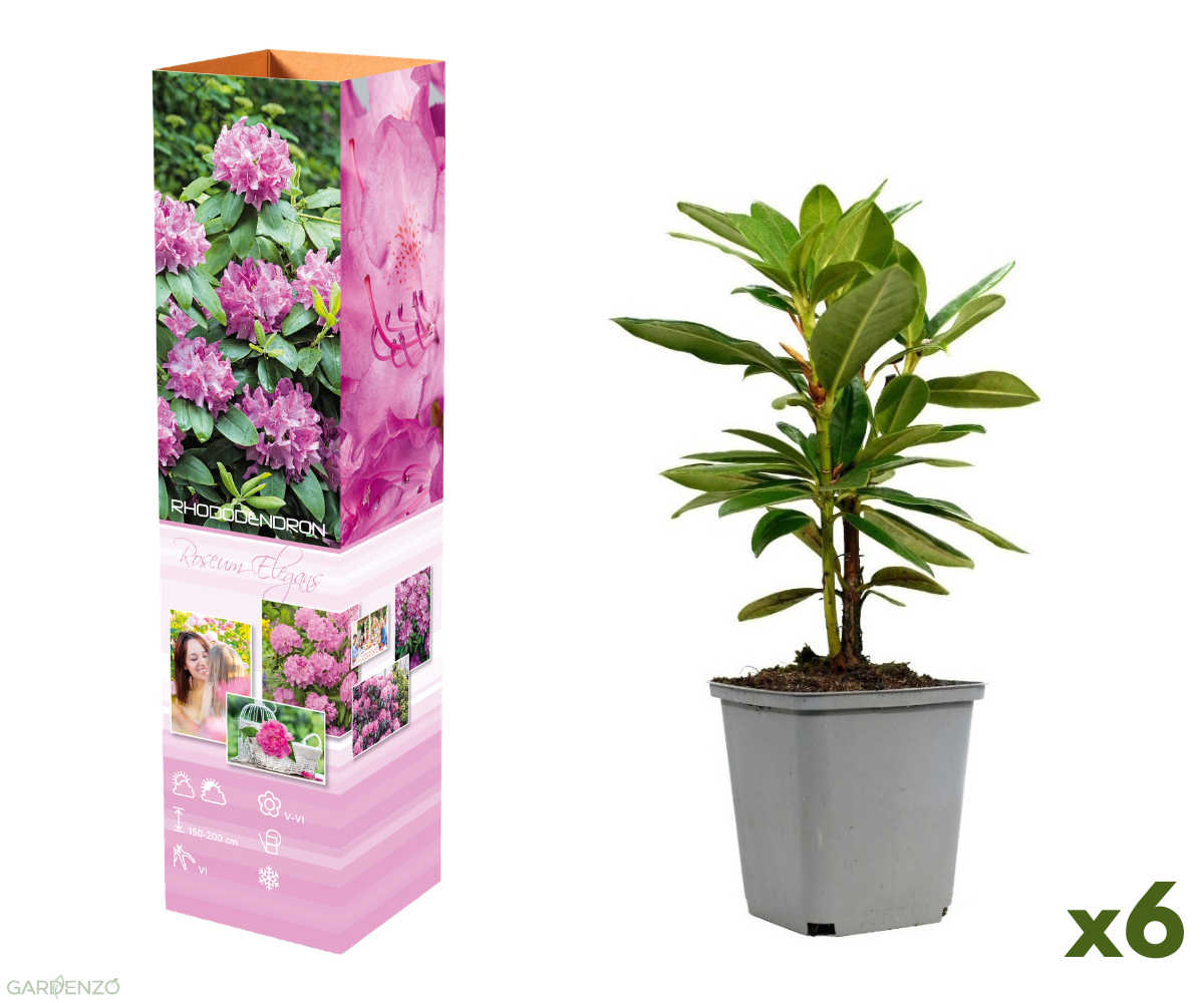 Lot de 6 rhododendrons (Roseum Elegans) - Fleurs roses 20-38 cm