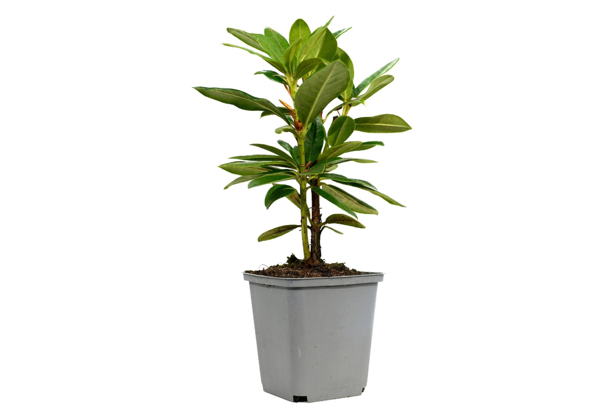 Lot 6 de rhododendrons (Nova Zembla) - Fleurs rouges 20-38 cm