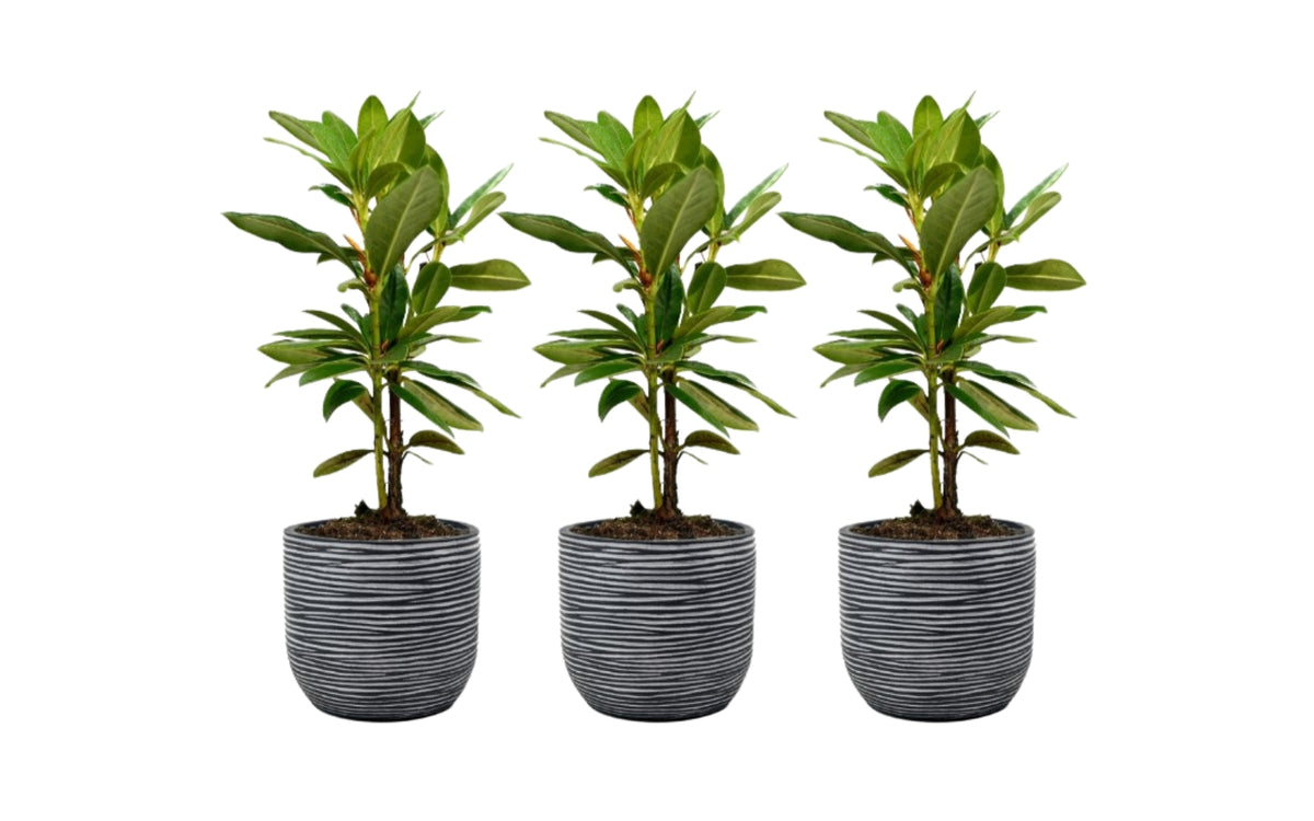 Lot de 3 rhododendrons rouges/roses vifs - 'Cosmopolitan'