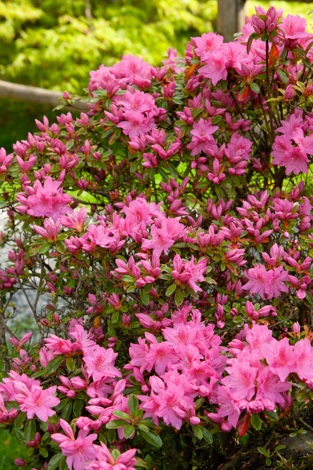 Lot de 6 rhododendrons Cosmopolitan - Fleurs violettes 20-38 cm