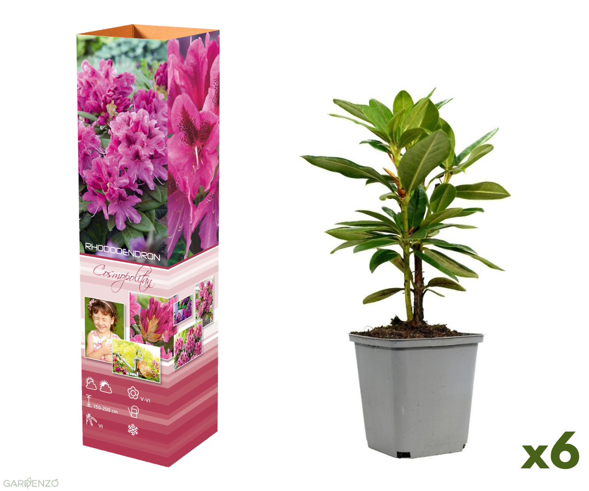Lot de 6 rhododendrons Cosmopolitan - Fleurs violettes 20-38 cm
