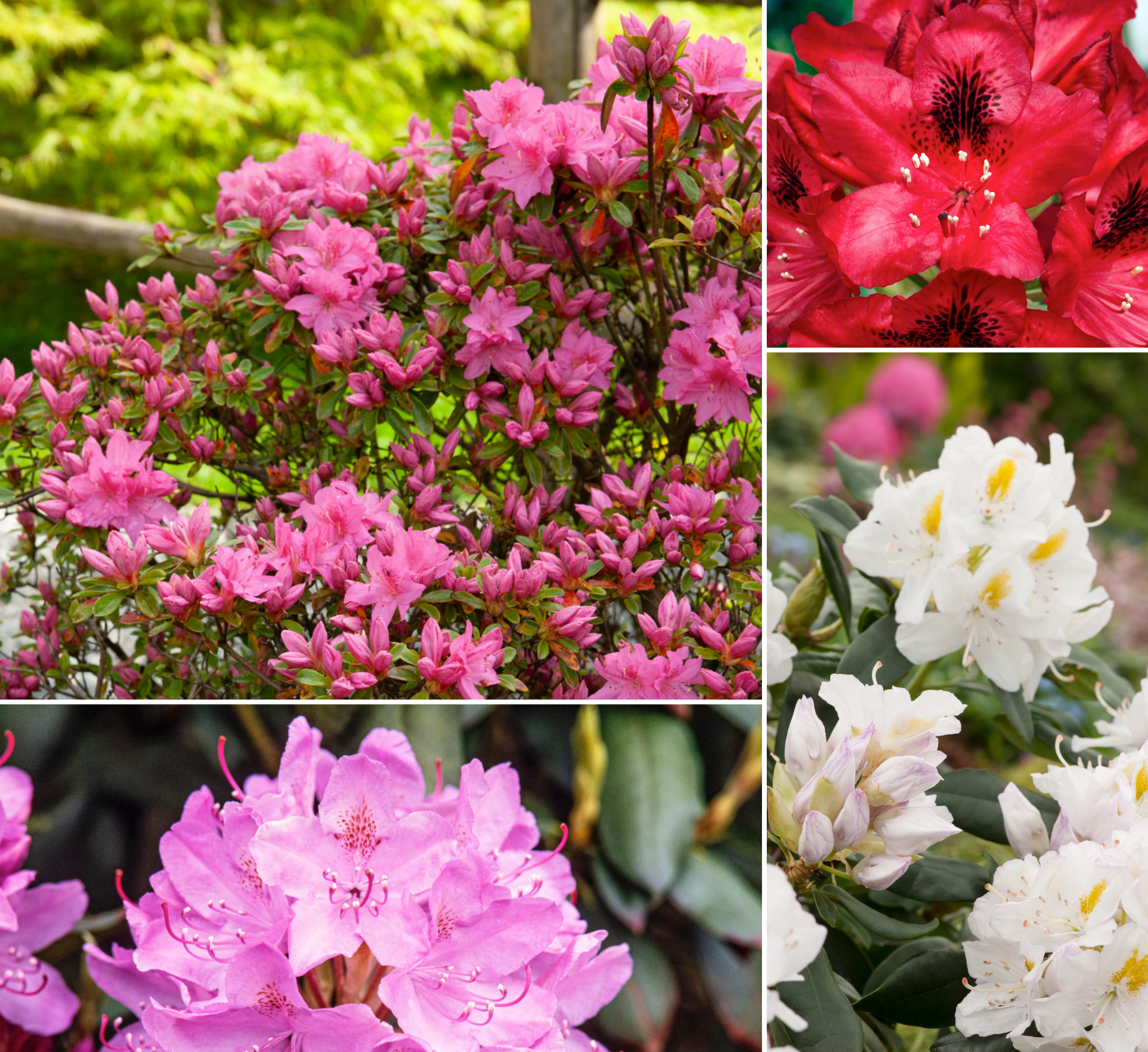 Lot de 8 rhododendrons - 2 blancs, 2 roses, 2 rouges, 2 violets 20-38 cm