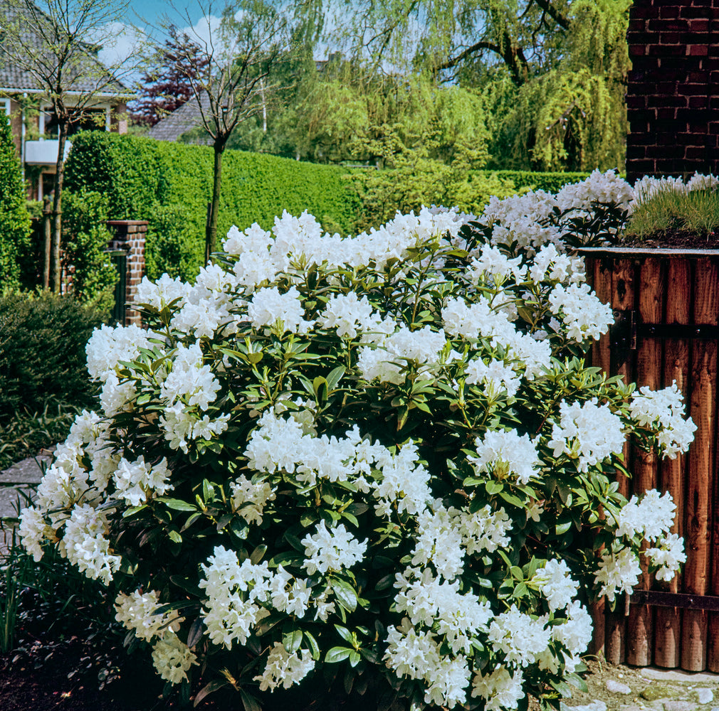 Lot de 4 rhododendrons - 1 blanc, 1 rose, 1 rouge, 1 violet 20-38 cm