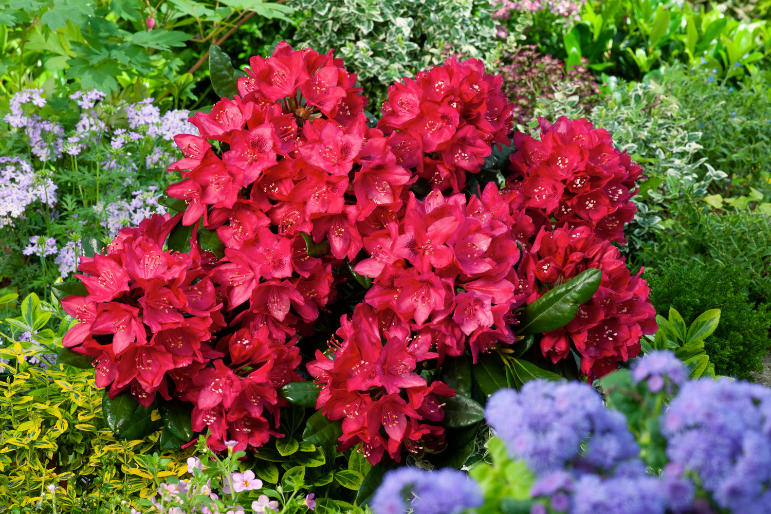 Lot de 4 rhododendrons - 1 blanc, 1 rose, 1 rouge, 1 violet 20-38 cm