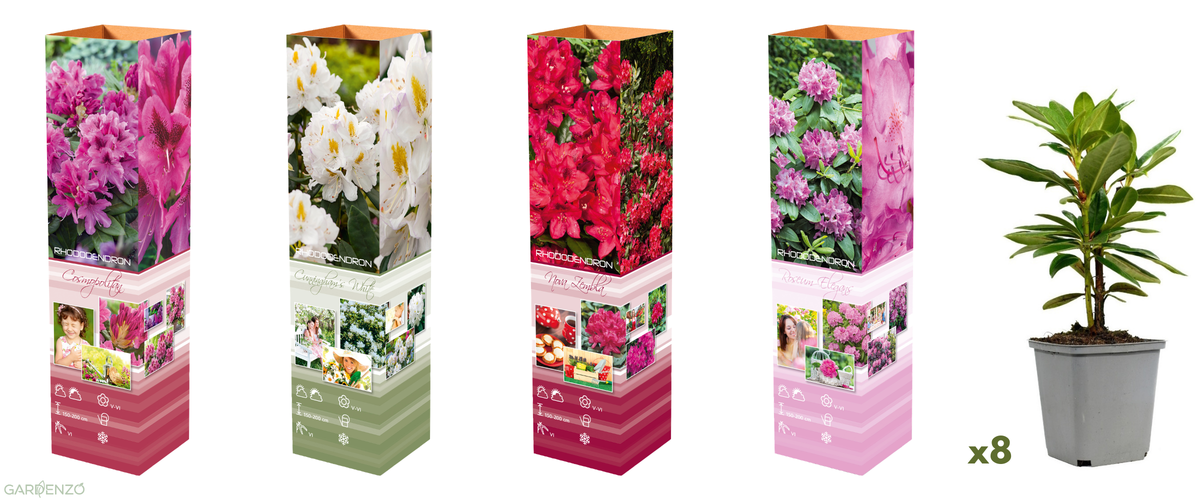 Lot de 8 rhododendrons - 2 blancs, 2 roses, 2 rouges, 2 violets 20-38 cm