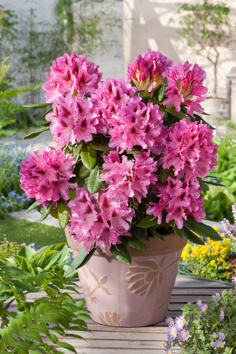 Lot de 8 rhododendrons - 2 blancs, 2 roses, 2 rouges, 2 violets 20-38 cm