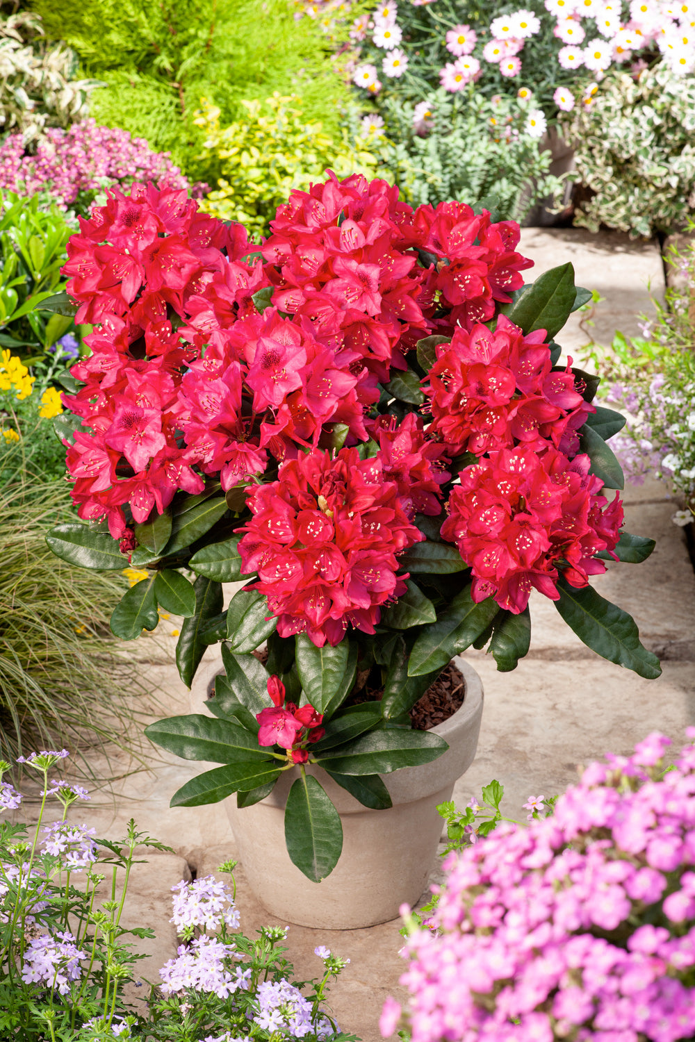 Lot de 8 rhododendrons - 2 blancs, 2 roses, 2 rouges, 2 violets 20-38 cm