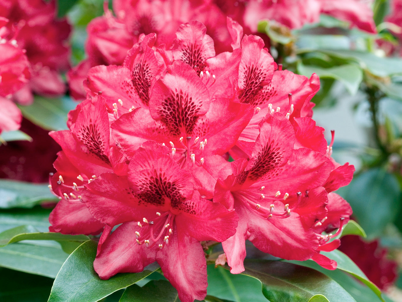 Lot de 8 rhododendrons - 2 blancs, 2 roses, 2 rouges, 2 violets 20-38 cm