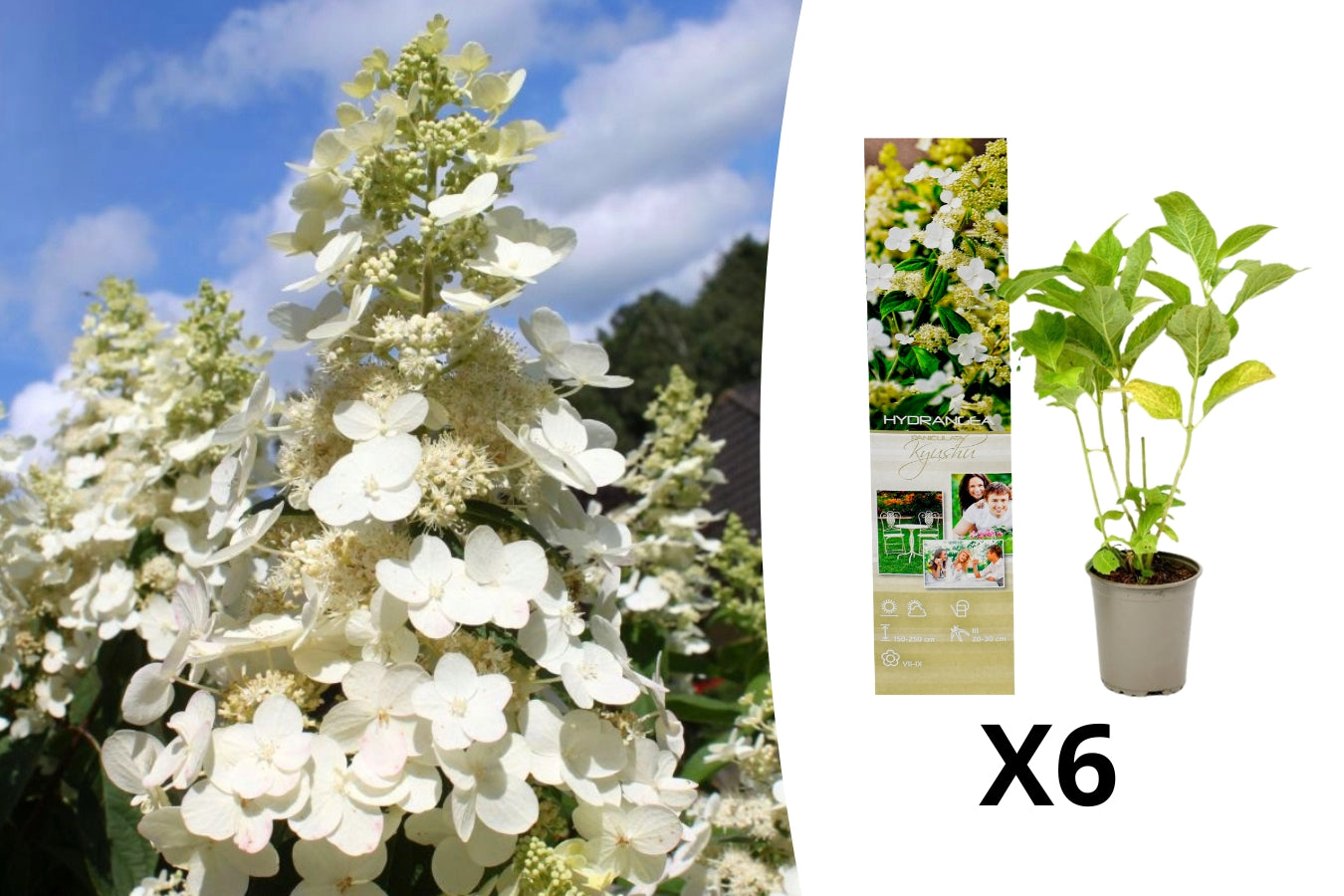 Lot de 6 hortensias paniculés blancs - Hydrangea pan. 'Kyushu'